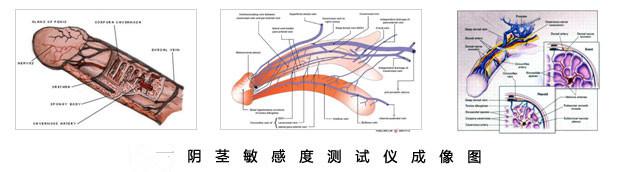 阴经敏感度测试仪成像图